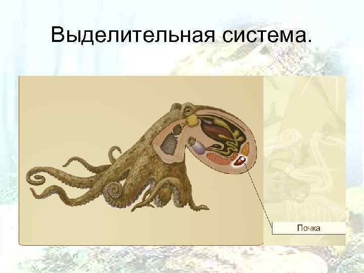 Выделительная система. 