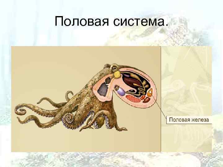 Половая система. 