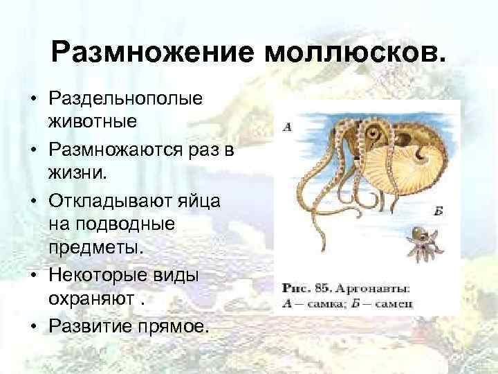  Размножение моллюсков.  • Раздельнополые  животные • Размножаются раз в  жизни.