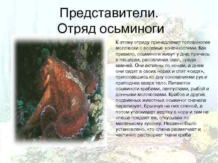 Представители. Отряд осьминоги   К этому отряду принадлежат головоногие   моллюски с