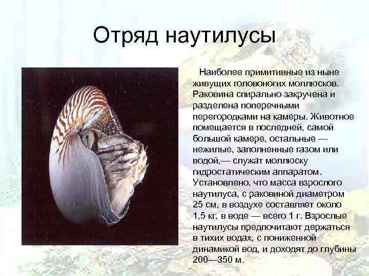 Отряд наутилусы  Наиболее примитивные из ныне   живущих головоногих моллюсков.  