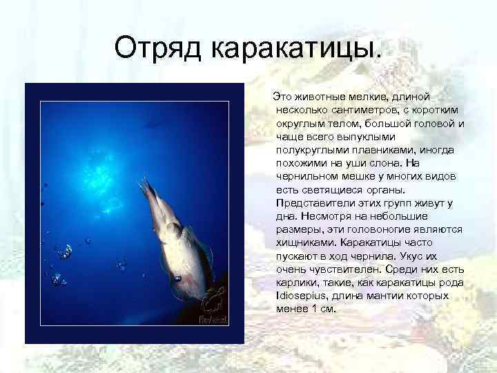 Отряд каракатицы.  Это животные мелкие, длиной  несколько сантиметров, с коротким  округлым