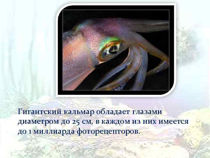 Гигантский кальмар обладает глазами диаметром до 25 см, в каждом из них имеется до