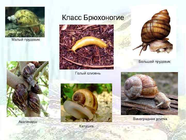   Класс Брюхоногие Малый прудовик    Большой прудовик  