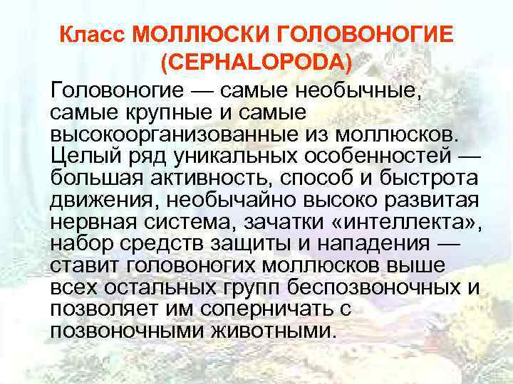  Класс МОЛЛЮСКИ ГОЛОВОНОГИЕ  (CEPHALOPODA) Головоногие — самые необычные, самые крупные и самые