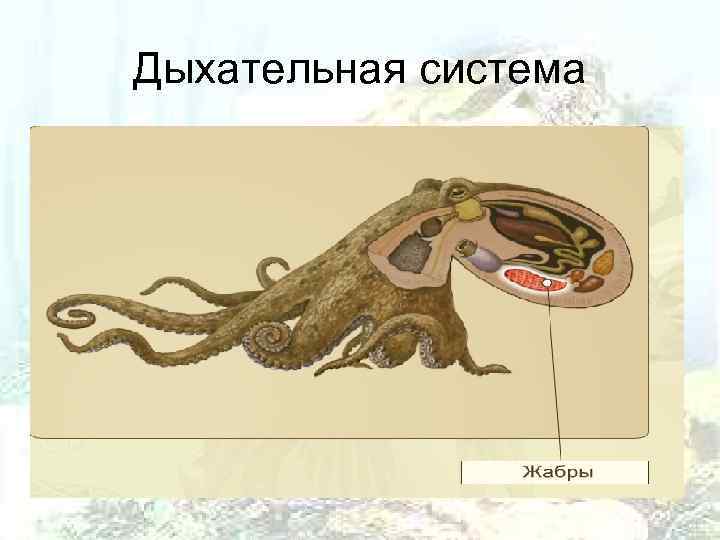 Дыхательная система 