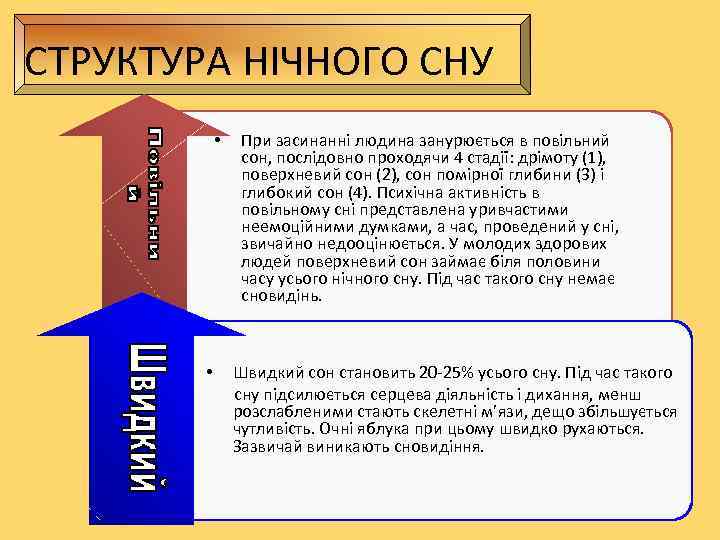 СТРУКТУРА НІЧНОГО СНУ   • При засинанні людина занурюється в повільний  