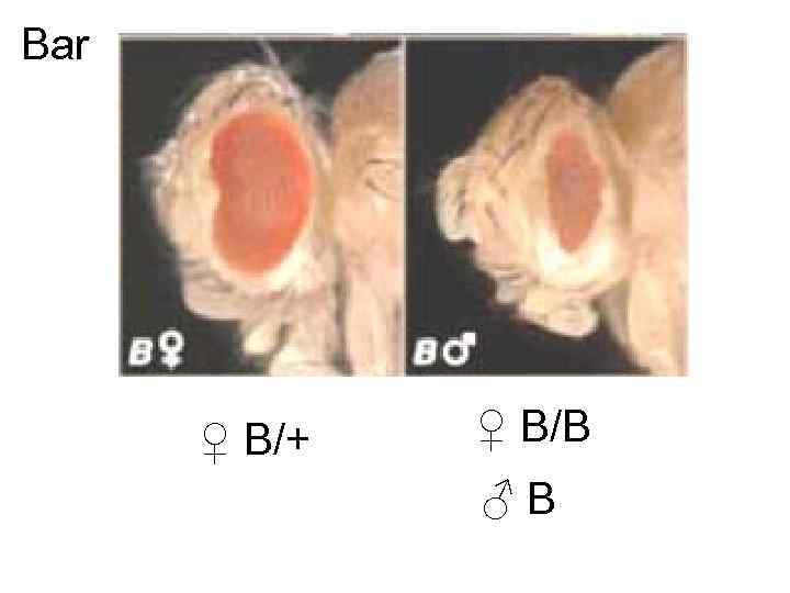 Bar  ♀ B/+  ♀ B/B    ♂B 