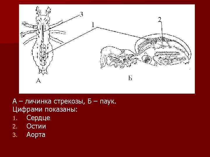 А – личинка стрекозы, Б – паук. Цифрами показаны: 1.  Сердце 2. 