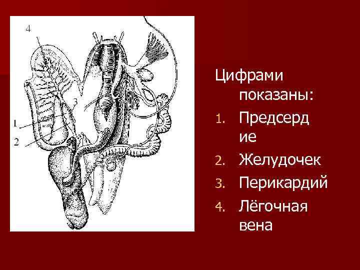Цифрами  показаны: 1. Предсерд  ие 2. Желудочек 3. Перикардий 4. Лёгочная 