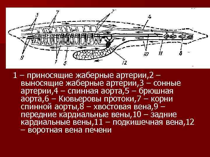 1 – приносящие жаберные артерии, 2 –  выносящие жаберные артерии, 3 – сонные