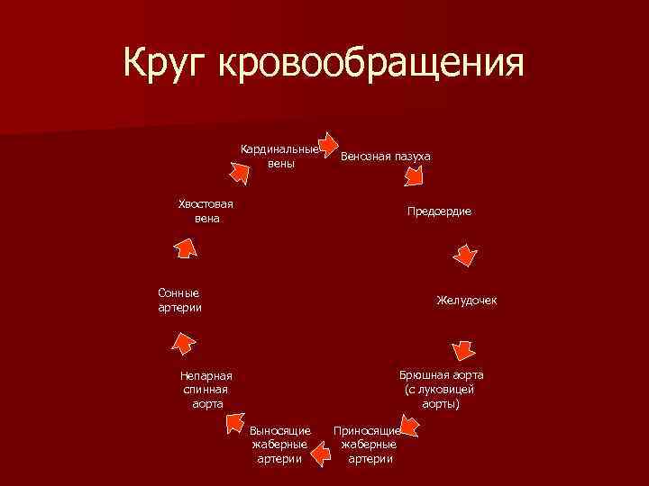 Круг кровообращения   Кардинальные       Венозная пазуха 