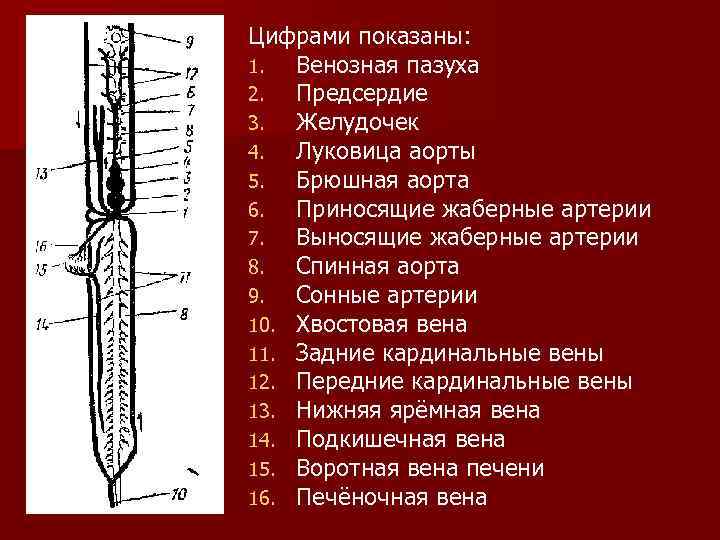 Цифрами показаны: 1.  Венозная пазуха 2.  Предсердие 3.  Желудочек 4. 