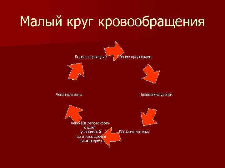 Малый круг кровообращения    Левое предсердие Правое предсердие   Лёгочные вены