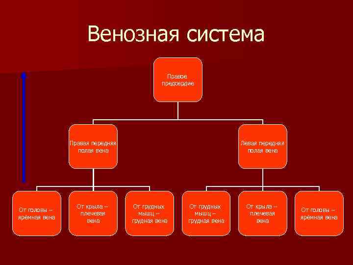     Венозная система     Правое   