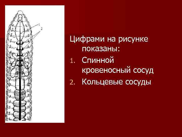Цифрами на рисунке  показаны: 1. Спинной  кровеносный сосуд 2. Кольцевые сосуды 
