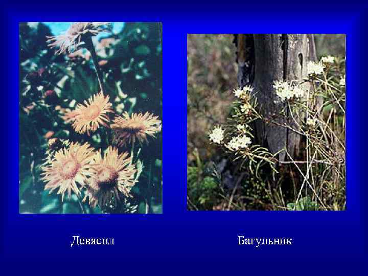Девясил  Багульник 