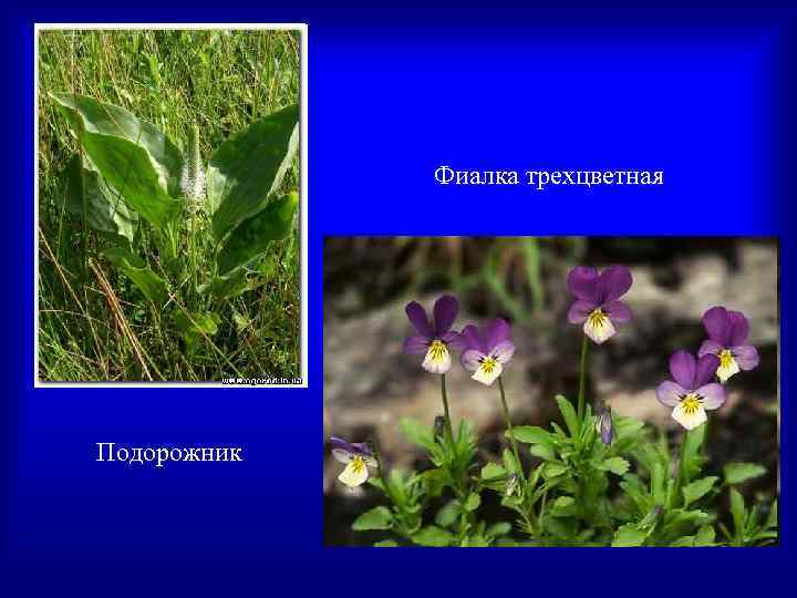    Фиалка трехцветная Подорожник 