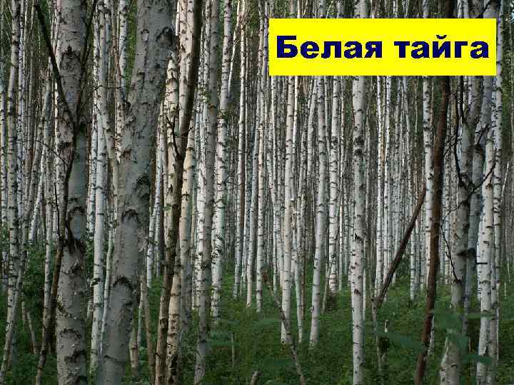 Белая тайга Белая тайга