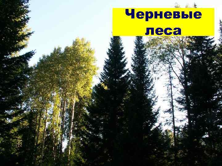 Черневые леса Черневые леса