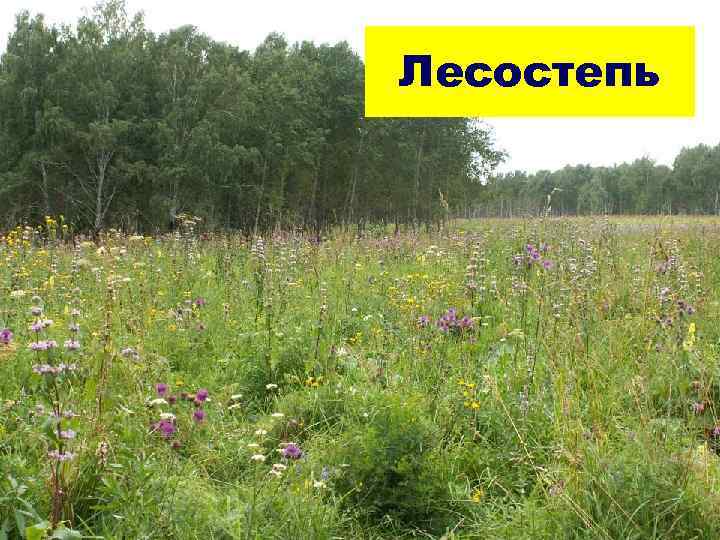 Лесостепь Лесостепь