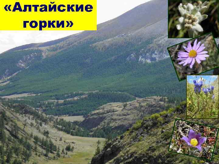 «Алтайские горки» «Алтайские горки»