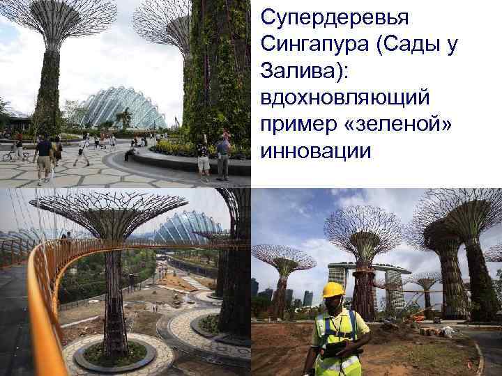Супердеревья Сингапура (Сады у Залива): вдохновляющий пример «зеленой» инновации Супердеревья Сингапура (Сады у Залива): вдохновляющий пример «зеленой» инновации