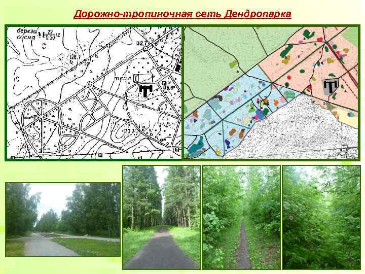 Дорожно-тропиночная сеть Дендропарка Дорожно-тропиночная сеть Дендропарка
