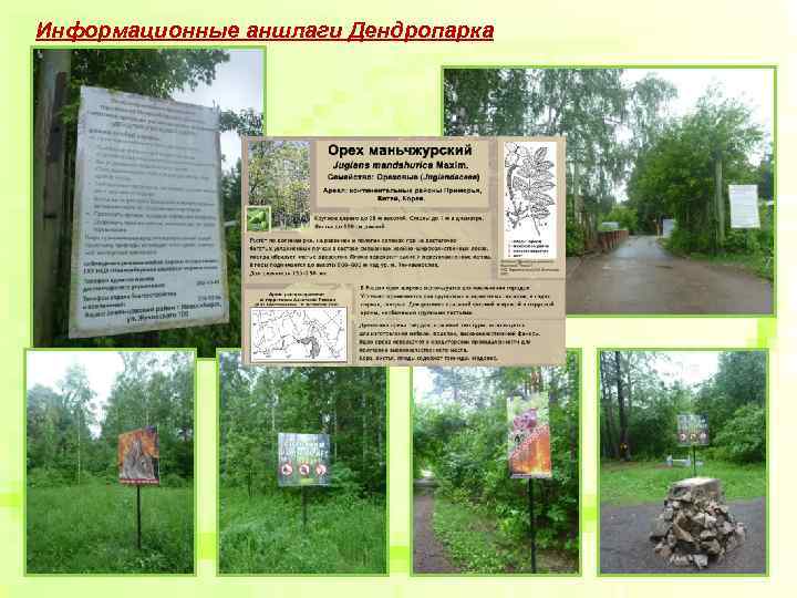 Информационные аншлаги Дендропарка Информационные аншлаги Дендропарка