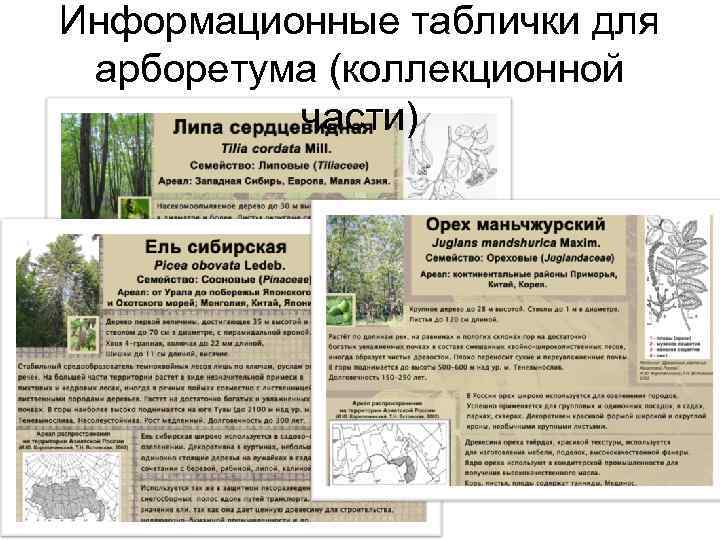 Информационные таблички для арборетума (коллекционной части) Информационные таблички для арборетума (коллекционной части)