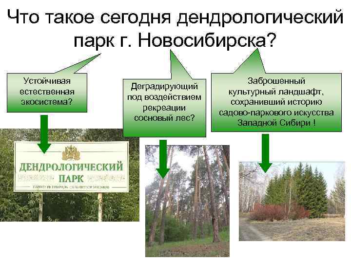 Что такое сегодня дендрологический парк г. Новосибирска? Устойчивая Что такое сегодня дендрологический парк г. Новосибирска? Устойчивая