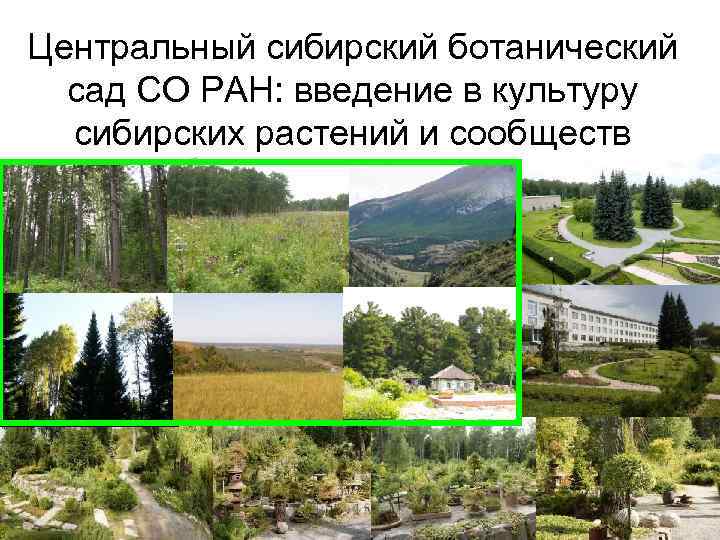 Центральный сибирский ботанический сад СО РАН: введение в культуру сибирских растений и Центральный сибирский ботанический сад СО РАН: введение в культуру сибирских растений и