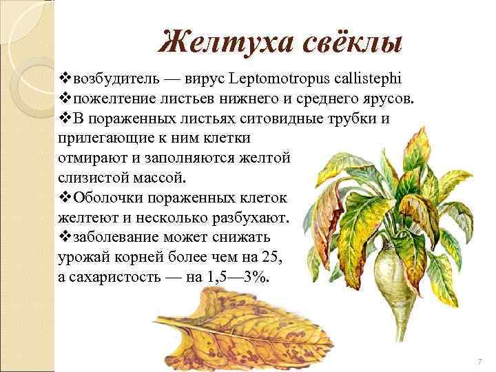    Желтуха свёклы vвозбудитель — вирус Leptomotropus callistephi vпожелтение листьев нижнего и