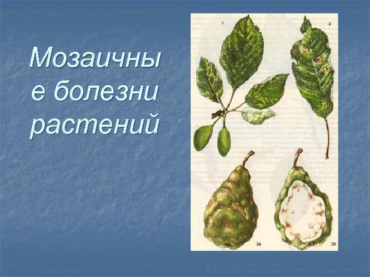 Мозаичны е болезни растений 