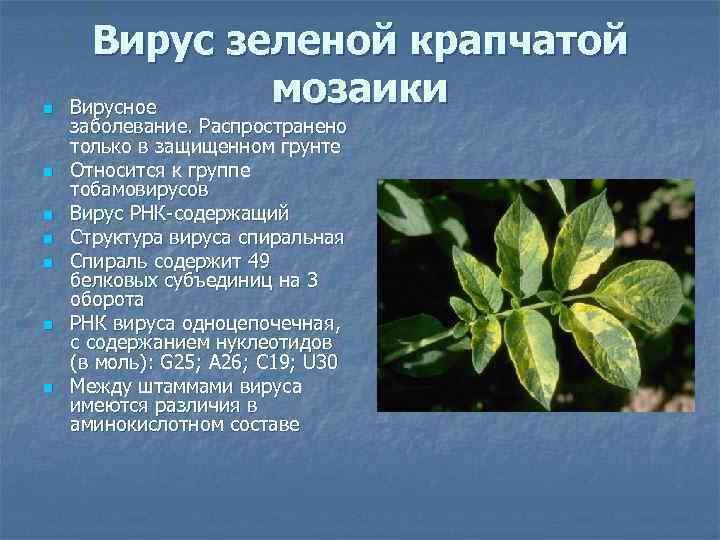  Вирус зеленой крапчатой n  Вирусное    мозаики заболевание. Распространено только