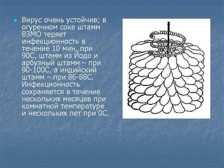 n  Вирус очень устойчив; в огуречном соке штамм ВЗМО теряет инфекционность в течение
