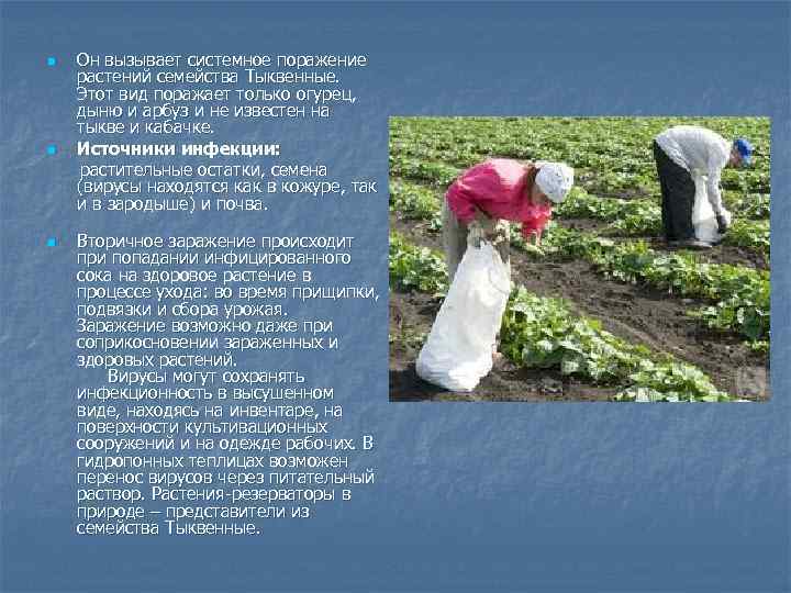 n  Он вызывает системное поражение  растений семейства Тыквенные.  Этот вид поражает