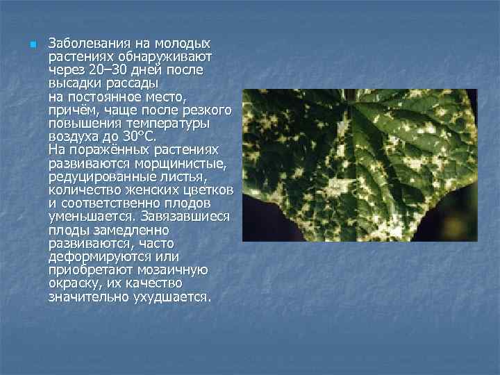 n  Заболевания на молодых растениях обнаруживают через 20– 30 дней после высадки рассады