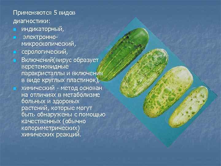 Применяются 5 видов диагностики:  n индикаторный, n электронно-  микроскопический,  n серологический,