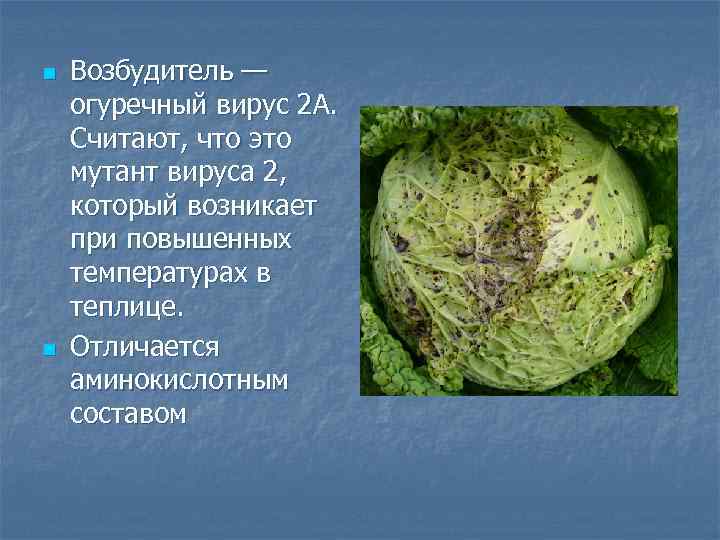 n  Возбудитель — огуречный вирус 2 А.  Считают, что это мутант вируса
