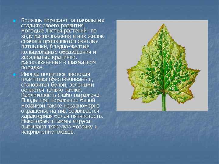 n  Болезнь поражает на начальных стадиях своего развития молодые листья растений: по ходу