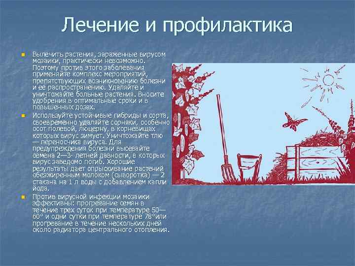   Лечение и профилактика n  Вылечить растения, зараженные вирусом мозаики, практически невозможно.