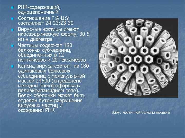 n  РНК-содержащий,  одноцепочечный n  Соотношение Г: А: Ц: У составляет 24: