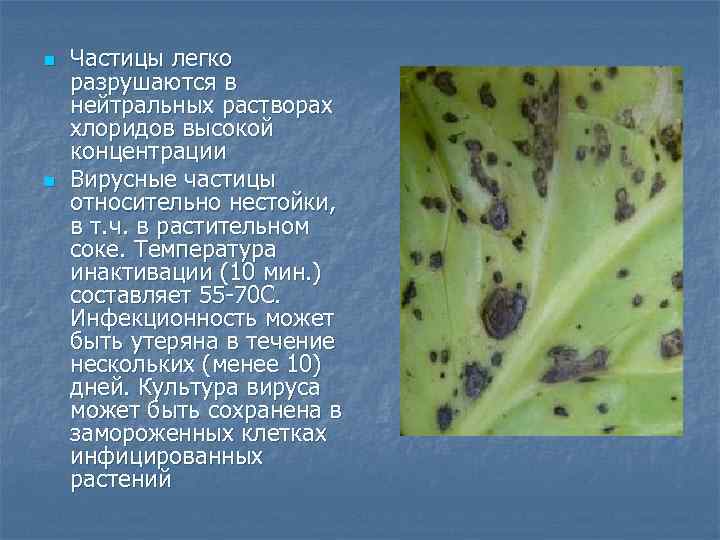 n  Частицы легко разрушаются в нейтральных растворах хлоридов высокой концентрации n  Вирусные