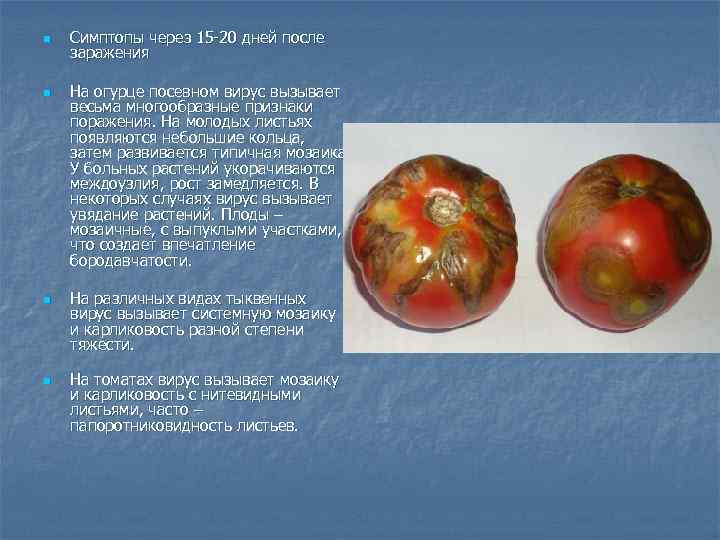 n  Симптопы через 15 -20 дней после заражения n  На огурце посевном