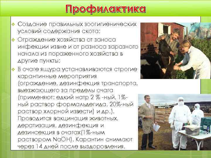    Профилактика v  Создание правильных зоогигиенических условий содержания скота; v 