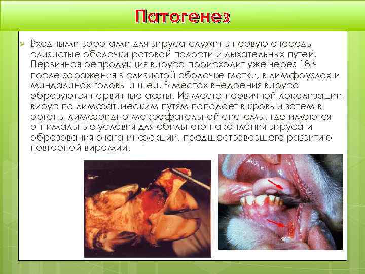     Патогенез Ø  Входными воротами для вируса служит в первую
