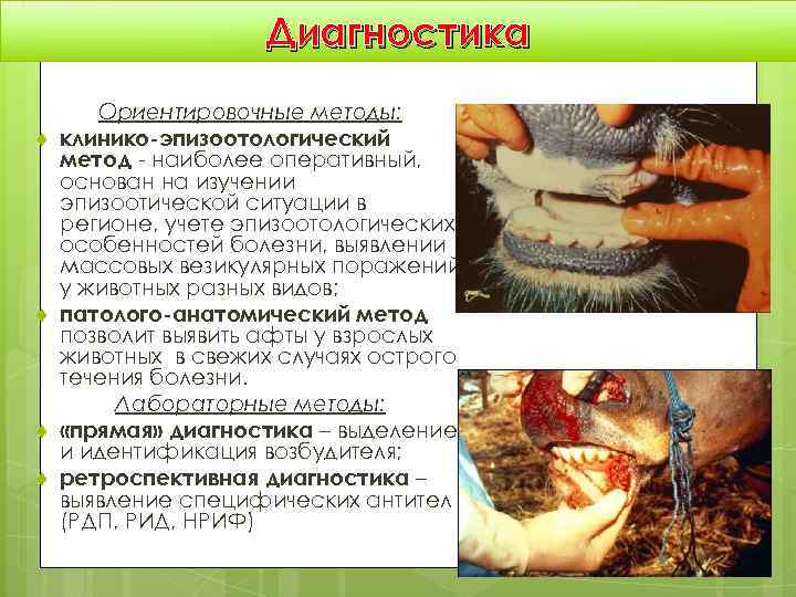     Диагностика  Ориентировочные методы: t  клинико-эпизоотологический метод - наиболее