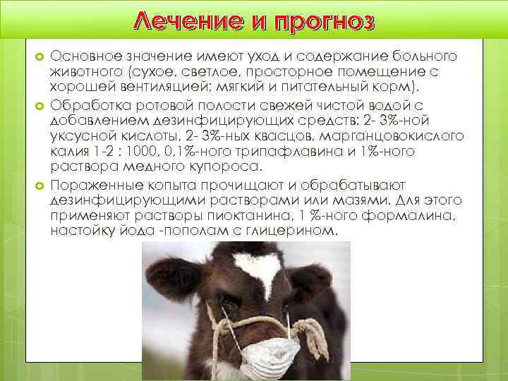    Лечение и прогноз Основное значение имеют уход и содержание больного животного