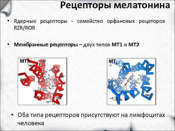    Рецепторы мелатонина • Ядерные рецепторы - семейство орфановых рецеторов  RZR/ROR